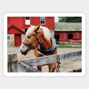 Horses - Palomino By Red Barn Sticker